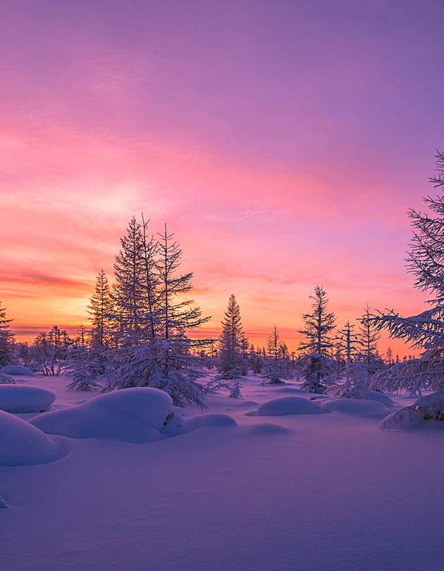 Winter landscape with taiga, fo